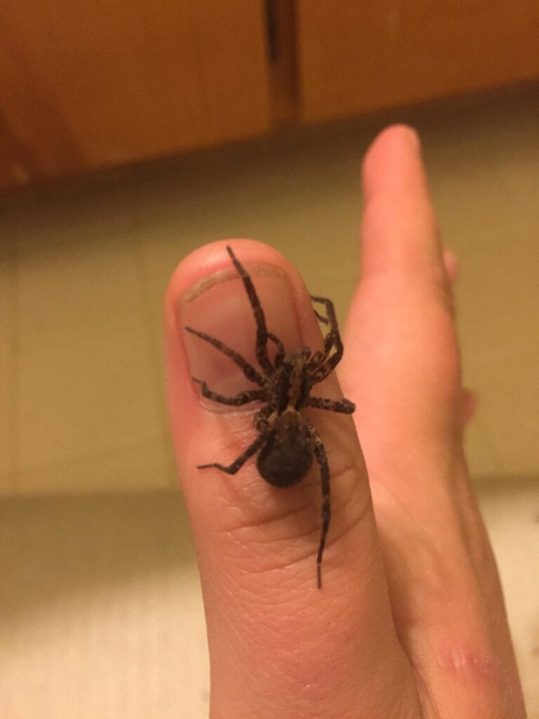 My pet Wolf Spiders-AKA Ground Spiders or Hunting Spiders
